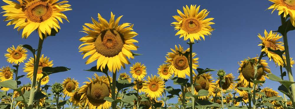 Sunflowers